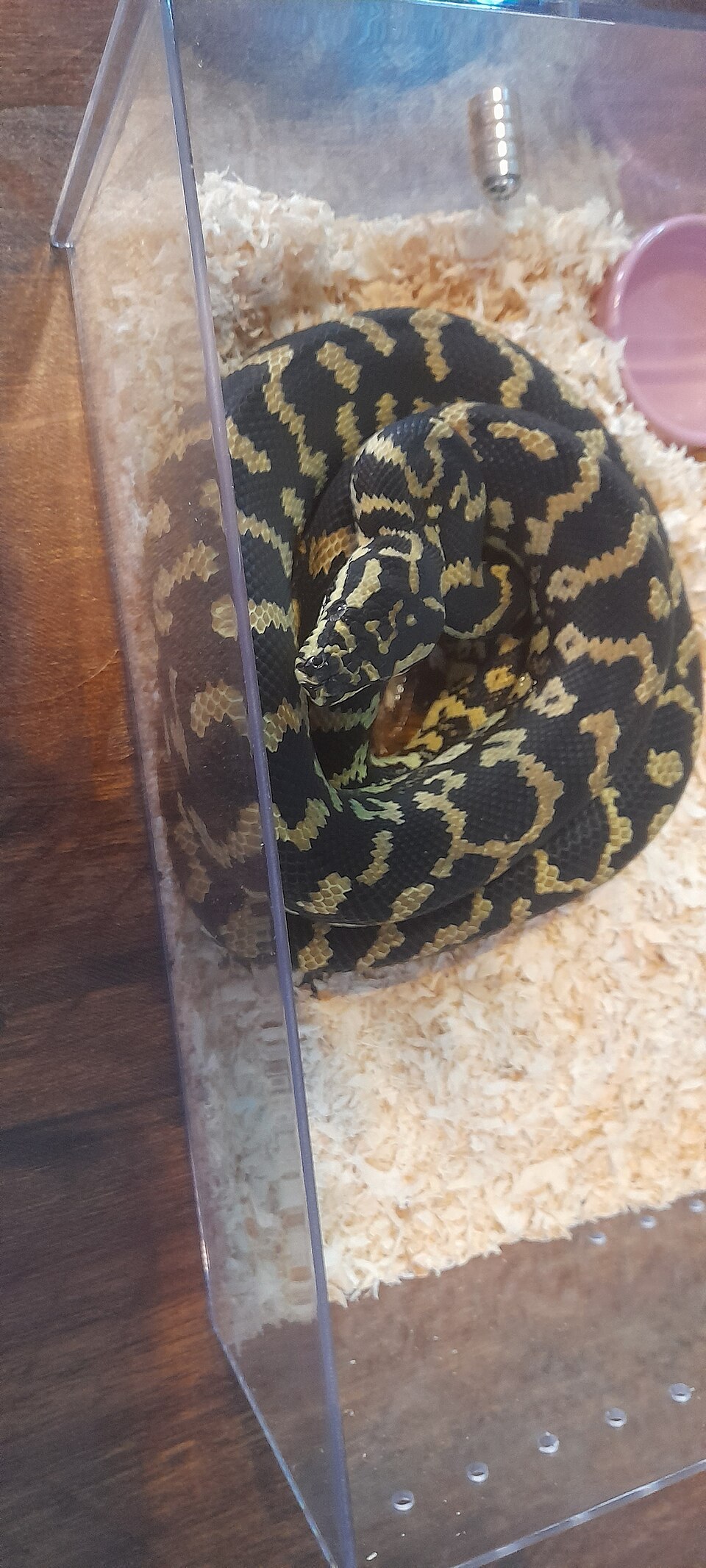 Carpet Pythons for Sale | Jungle, Coastal & Irian Jaya Carpets