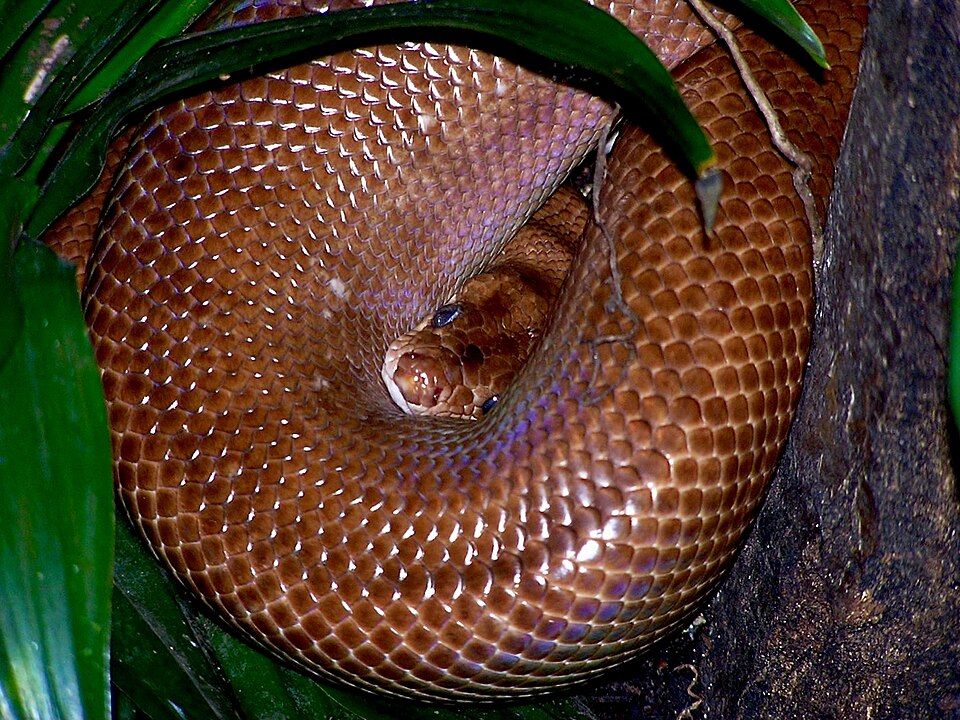 MorphBreeders.com — Buy & Sell Snakes Online | Ball Pythons, Boas, Corn ...