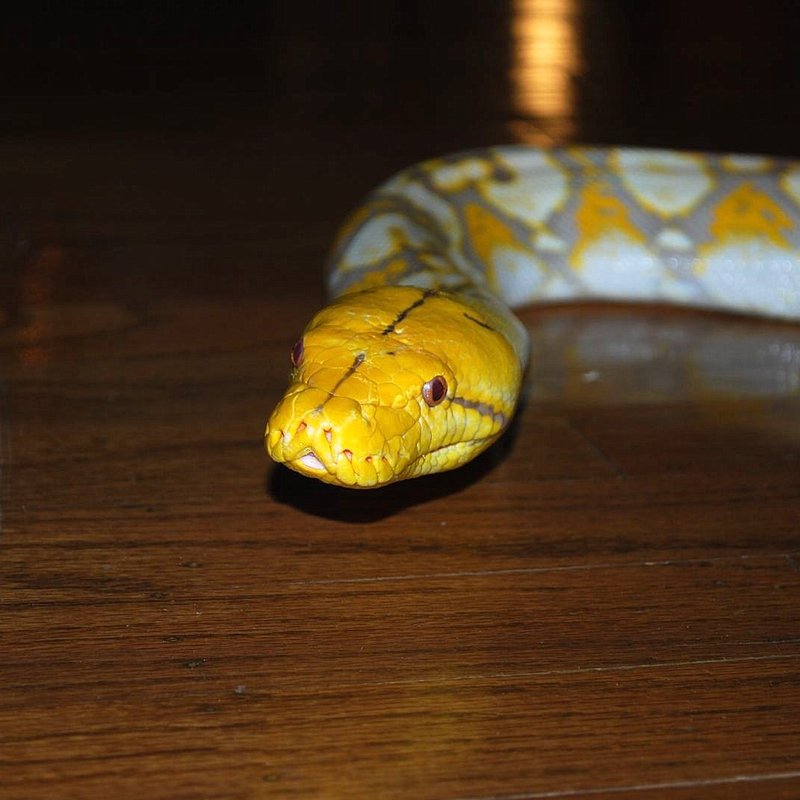 Reticulated Pythons for Sale | Dwarf & Super Dwarf Retics