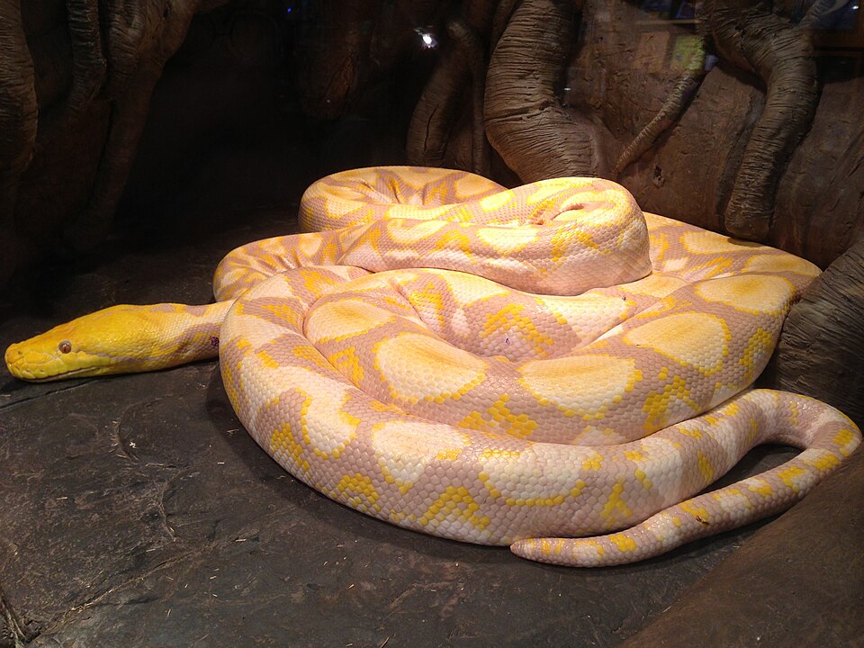 Bateater Retic Python MorphBreeders.com — Buy & Sell Snakes Online | Ball Pythons, Boas, Corn ...